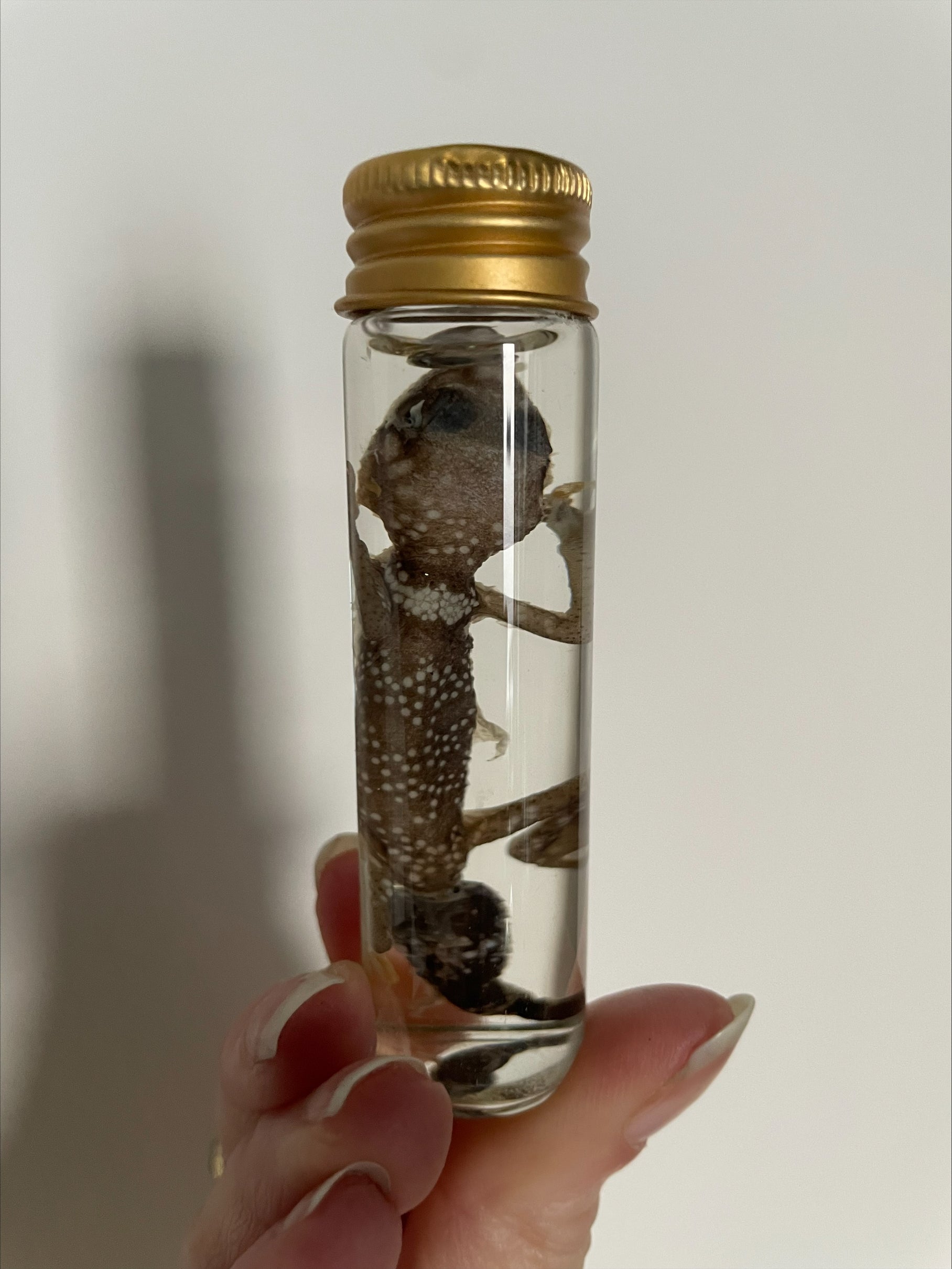 viper gekko buisje - sterk water