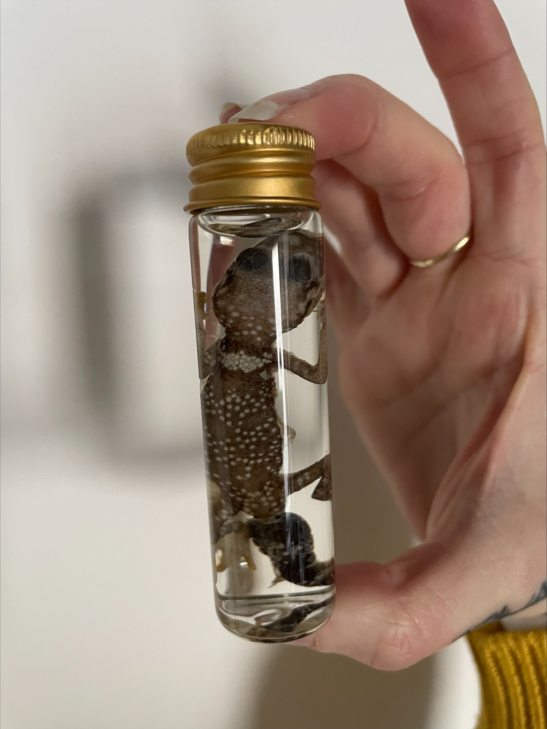 viper gekko buisje - sterk water