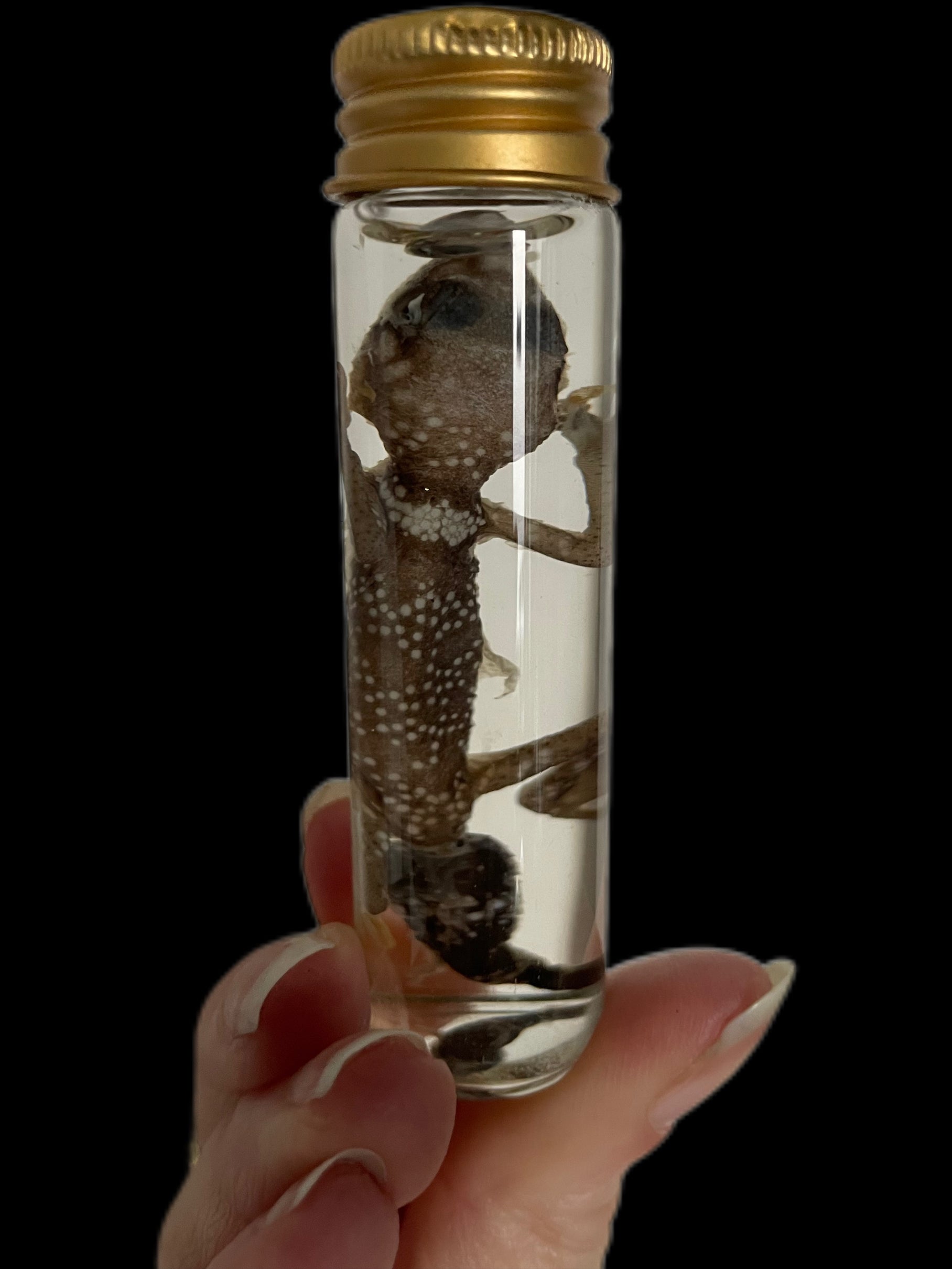 viper gekko buisje - sterk water