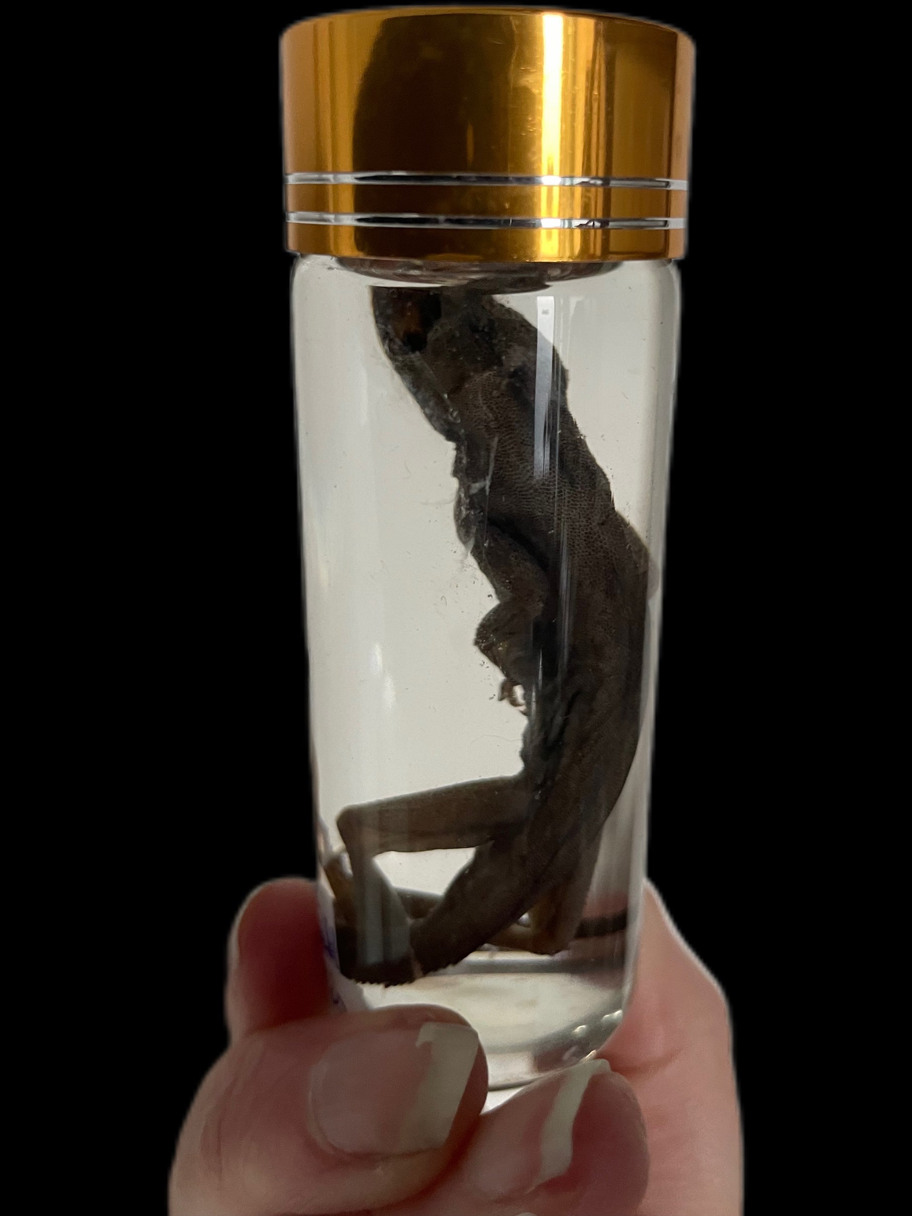 sterk water Anolis dactyloida