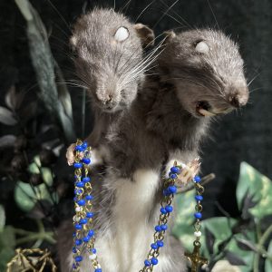 glazen stolp tweekoppige rat