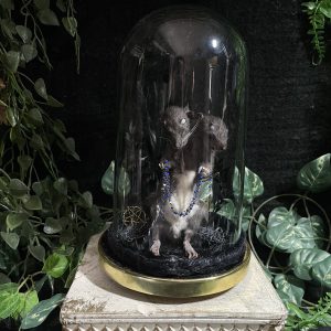 glazen stolp tweekoppige rat