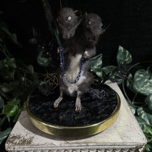 glazen stolp tweekoppige rat