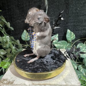 glazen stolp tweekoppige rat