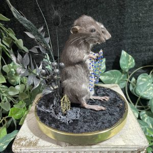 glazen stolp tweekoppige rat