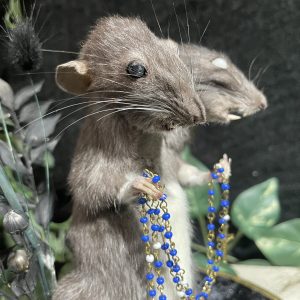 glazen stolp tweekoppige rat